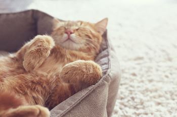 Cat friendly